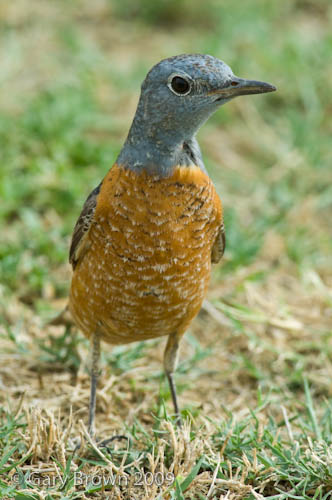Rufous-tailed Rock Thrush