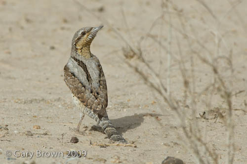 Wryneck