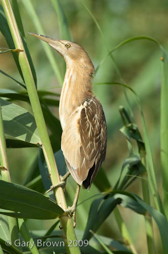 Little Bittern