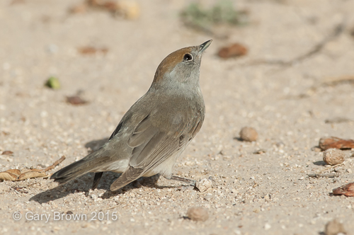 Blackcap