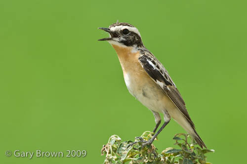 Whinchat