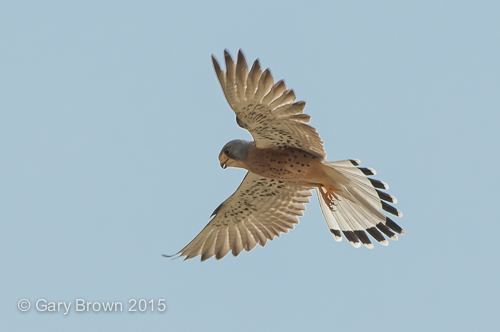 Lesser Kestrel