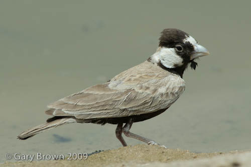 B-c Sparrow-lark