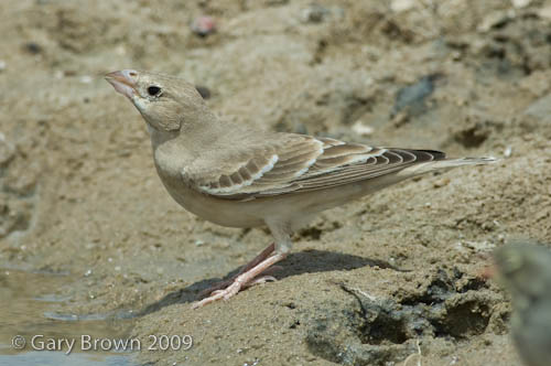 Pale Rockfinch