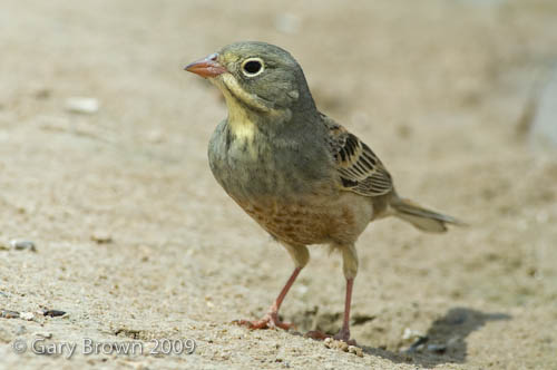 Ortolan Bunting