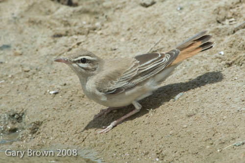 Rufous-tailed Scrub Robin