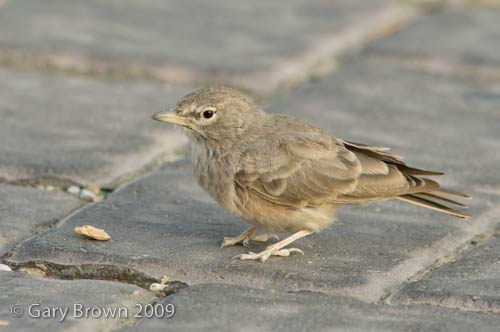 Desert Lark