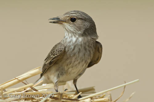 Spotted Flycatcher