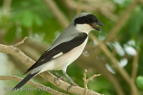 Lesser Grey Shrike