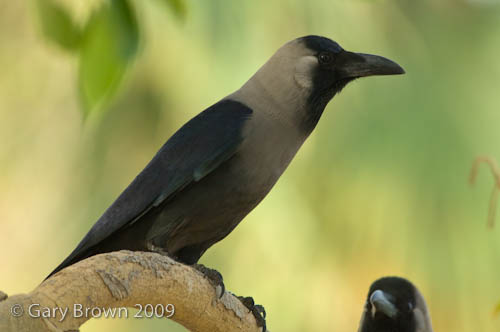 House Crow