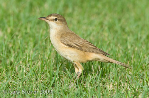 Great Reed Warbler