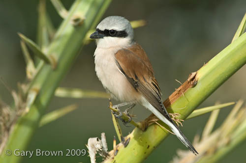Red-backed Shrike