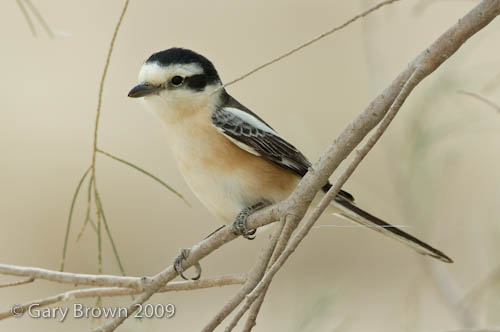 Masked Shrike
