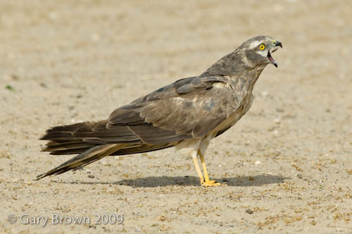 Pallid Harrier