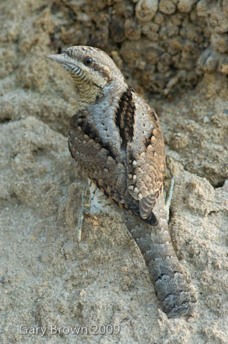 Wryneck