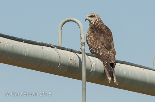 Black Kite