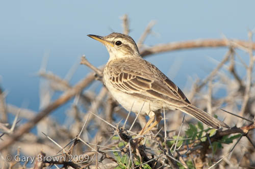 Long-billed Pipit