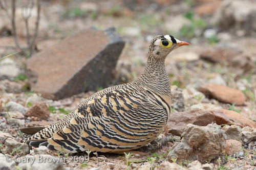 Lichtenstein's Sandgrouse