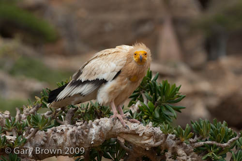 Egyptian Vulture