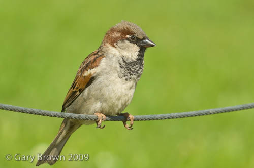 House Sparrow