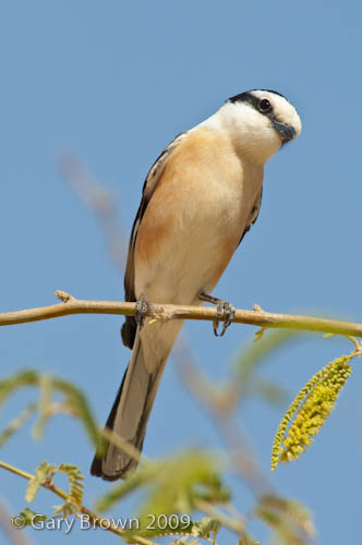 Masked Shrike