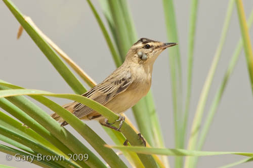 Sedge Warbler