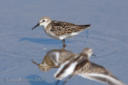Little Stint