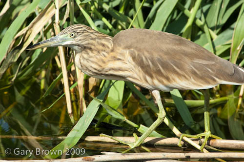 Squacco Heron