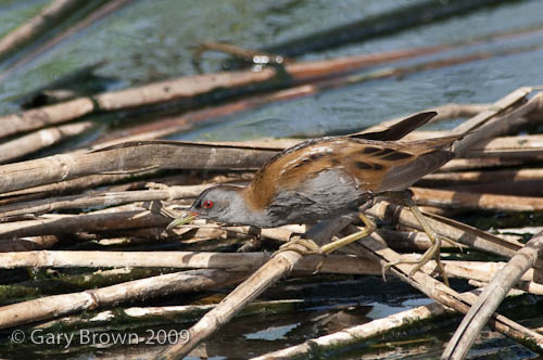 Little Crake