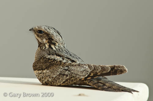 European Nightjar