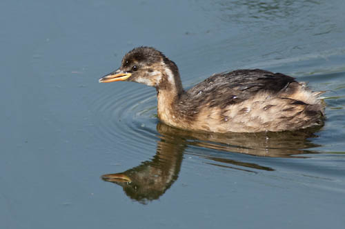 Little Grebe