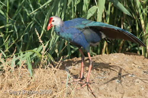 Purple Gallinule