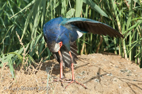 Purple Gallinule
