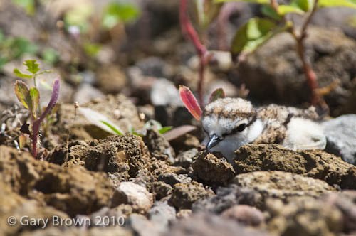 Little Ringed Plover