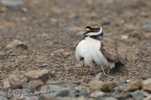 Little Ringed Plover