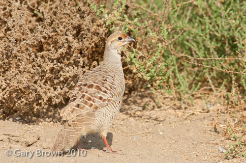 Grey Francolin