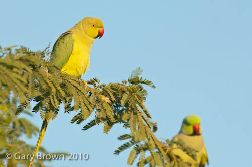 Ring-necked Parakeet