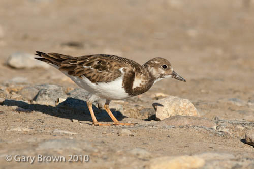 Turnstone