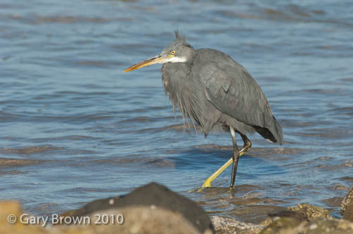 Western Reef Egret