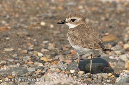 Lesser Sandplover