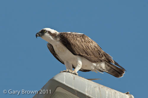 Osprey