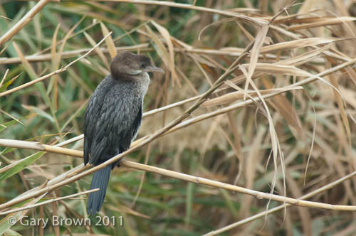 Pygmy Cormorant