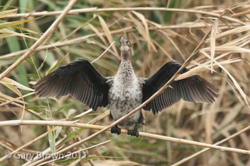 Pygmy Cormorant