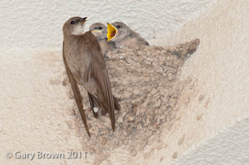 Pale Crag Martin
