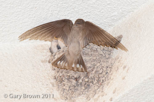 Pale Crag Martin