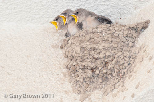 Pale Crag Martin