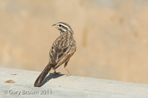 African Rock Bunting