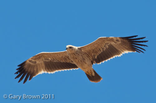 Imperial Eagle
