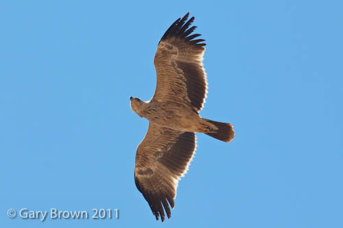 Imperial Eagle