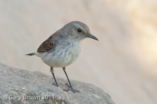 Arabian Wheatear